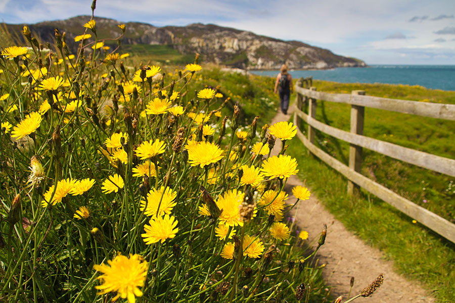 A walker on the Anglesey Coast Path A walker on the Anglesey Coast Path