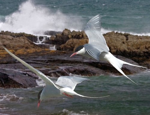 On the Anglesey Coastal Path: Tregele to Llanfachraeth