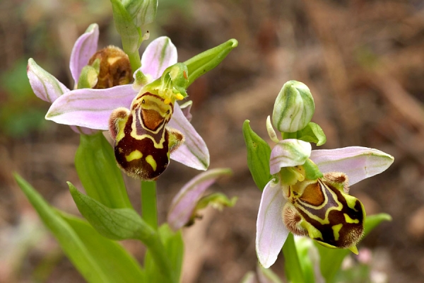 Bee orchids at Conwy