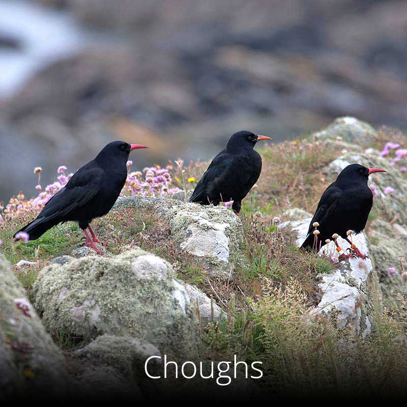 Red-billed and red-legged choughs are rare birds that can be seen along several sections of the Wales Coast Path