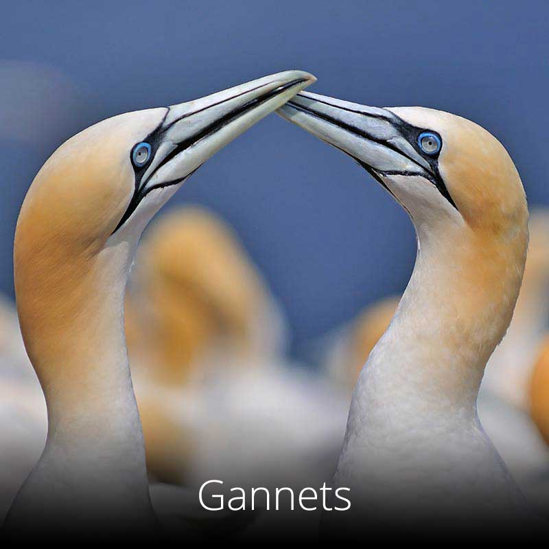 Gannets can often be seen passing just offshore along the Wales Coast Path