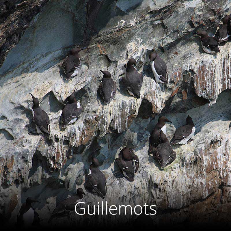 Guillemots nest in their noisy thousands on cliff ledges across Wales