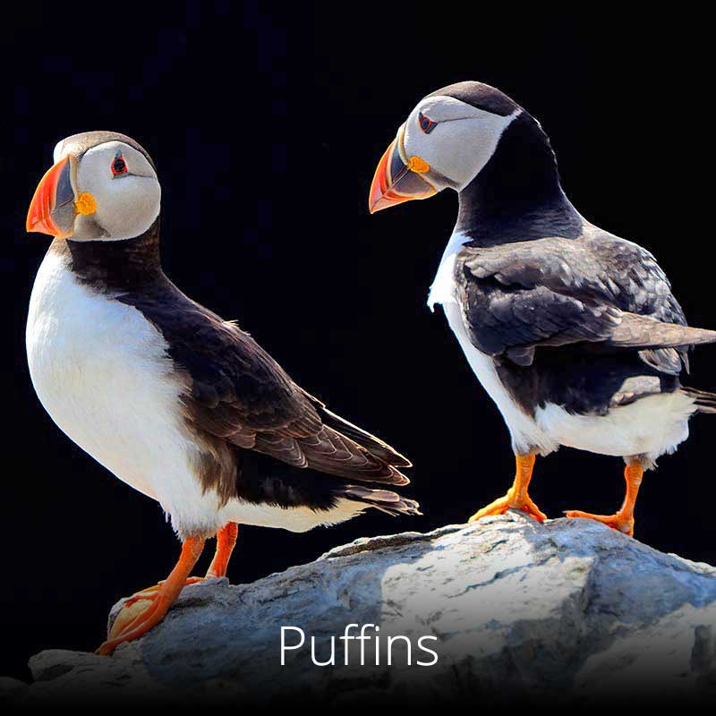 Puffins are one of Wales' most popular birds and can be seen at several places along the Wales Coast Path
