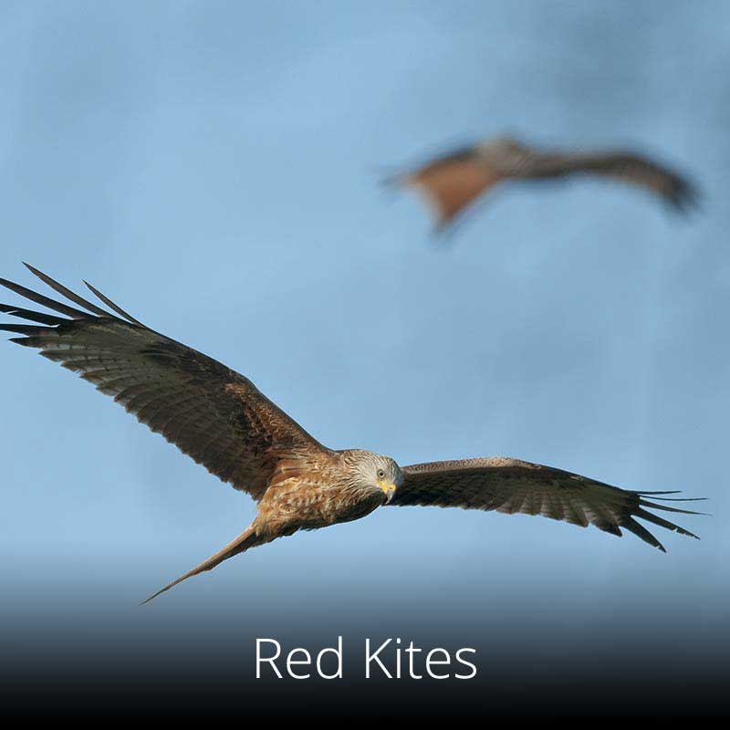 Red kites have made a remarkable come-back in Wales after almost becoming extinct in the UK. Walkers on the Wales Coast Path will often see them.