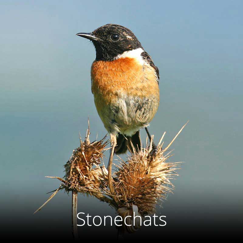 Stonechats are confiding little birds often seen along the Wales Coast Path