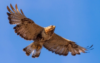 Buzzard in Wales