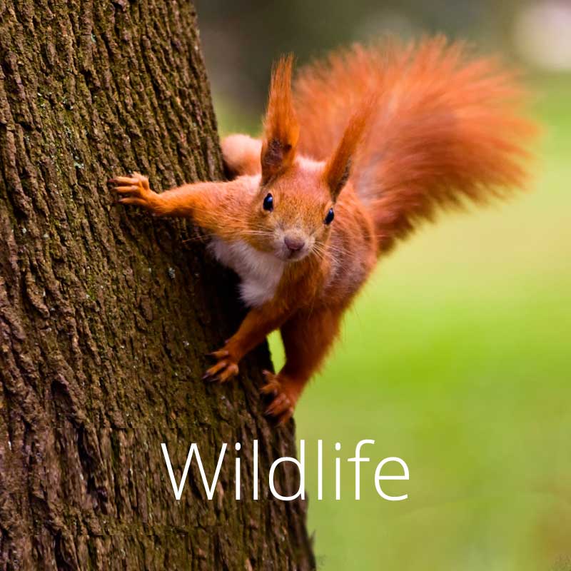 Red squirrels survive in several places in Wales