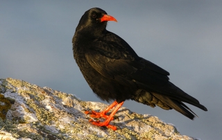 Chough - a member of the crow family
