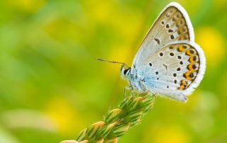 Wales Coast Path: common blue butterfly