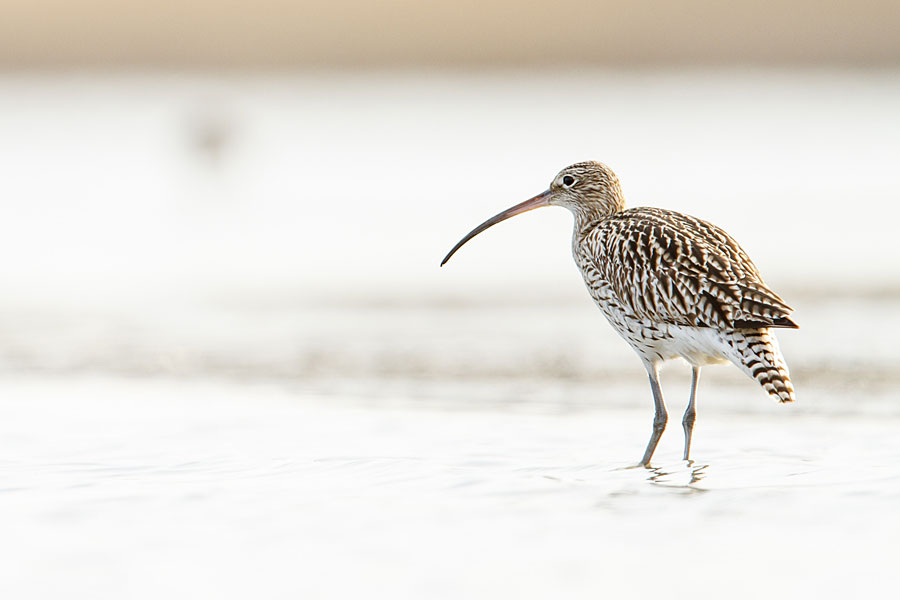 Curlew at Conwy RSPB reserve Curlew at Conwy RSPB reserve