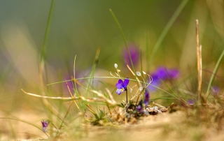 Dune pansy in the Harlech Dunes NNR