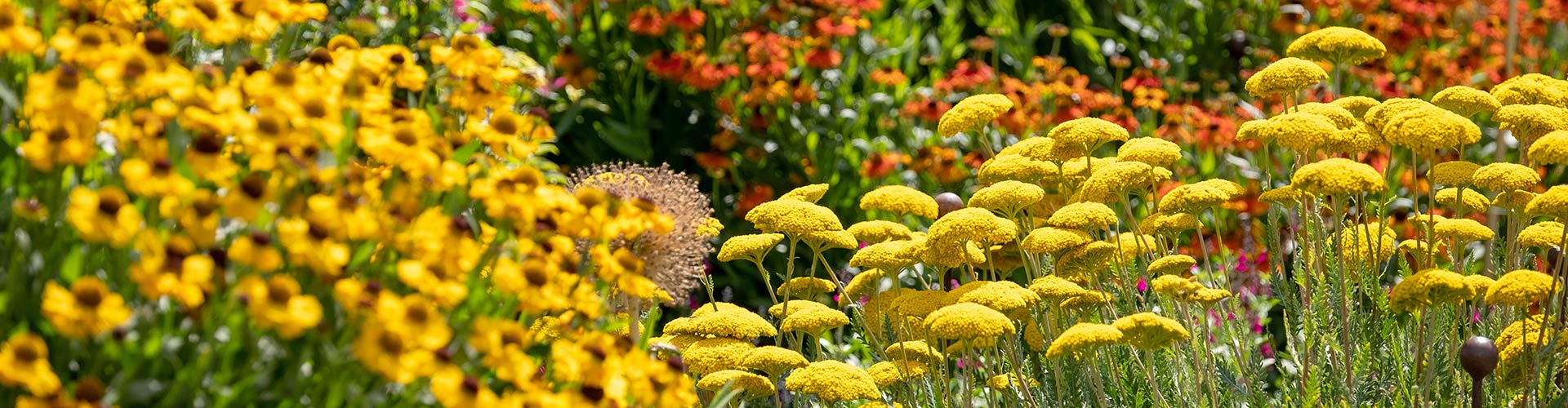 Garden flowers in a herbaceous border in Wales