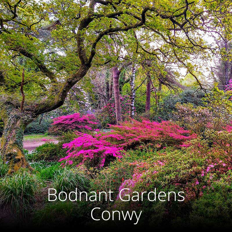 Swathes of scented azaleas decorate the stunning Bodnant Gardens in North Wales