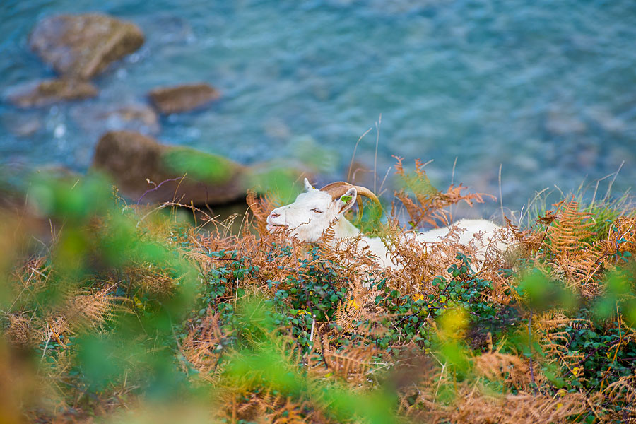 Feral Kashmir goat on the Great Orme, in North Wales