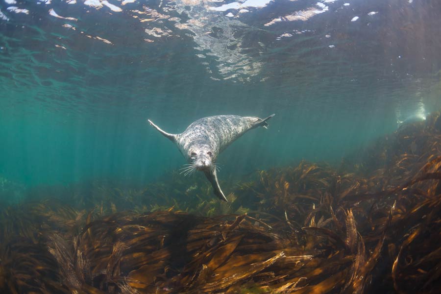 grey-seal-900×600-web Atlantic grey seal swimming in the sea on the Wales Coast Path