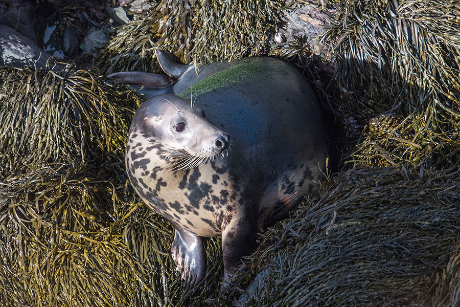 grey-seal Atlantic grey seal on the Wales Coast Path
