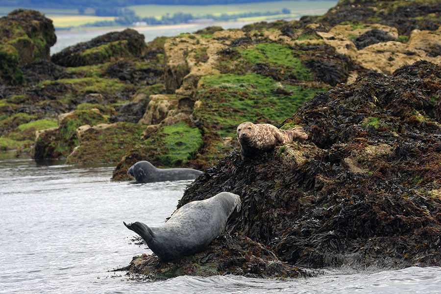 grey-seals_900x600-web Atlantic grey seals 'hauled out' on seaweed covered rocks on the Wales Coast Path