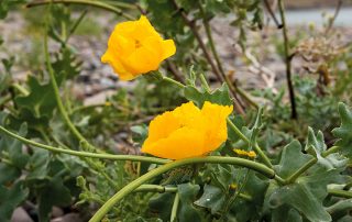 Wales Coast Path: long-horned poppy