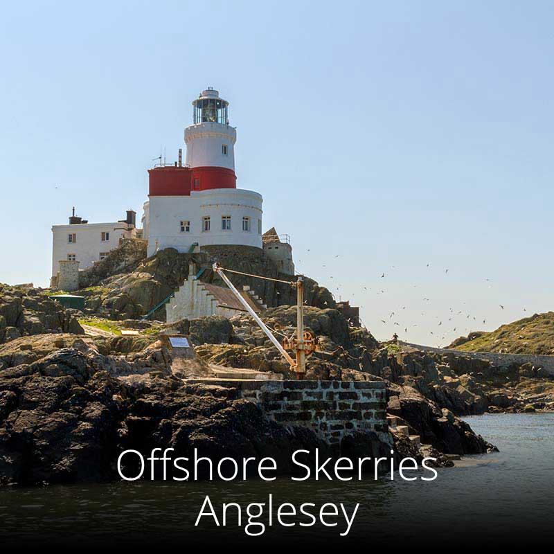 Anglesey's rocky offshore skerries are home to thousands of swirling seabirds