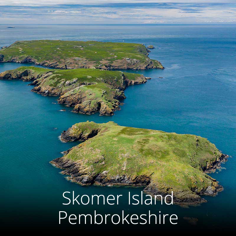 Skomer Island, just off the rugged Pembrokeshire coast, can be visited by boat