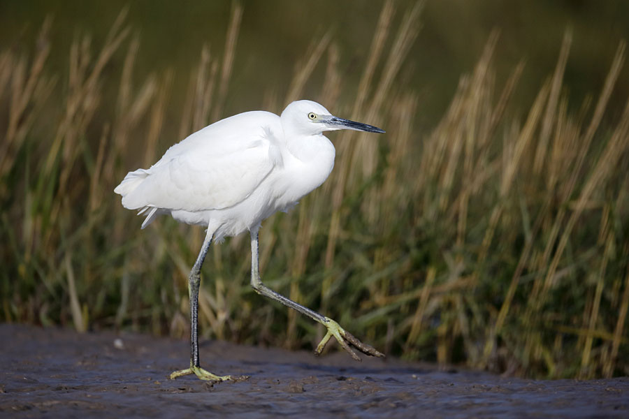 Little egret at RSPB Conwy Little egret at RSPB Conwy