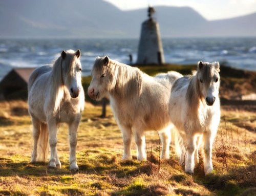Llanddwyn Island and Newborough Warren, Anglesey