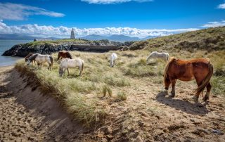 Wales Coast Path: Llandwyn Island, Isle of Anglesey
