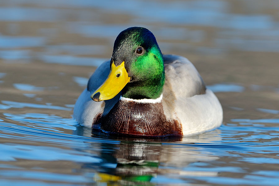 Mallard drake at RSPB Conwy Mallard drake at RSPB Conwy