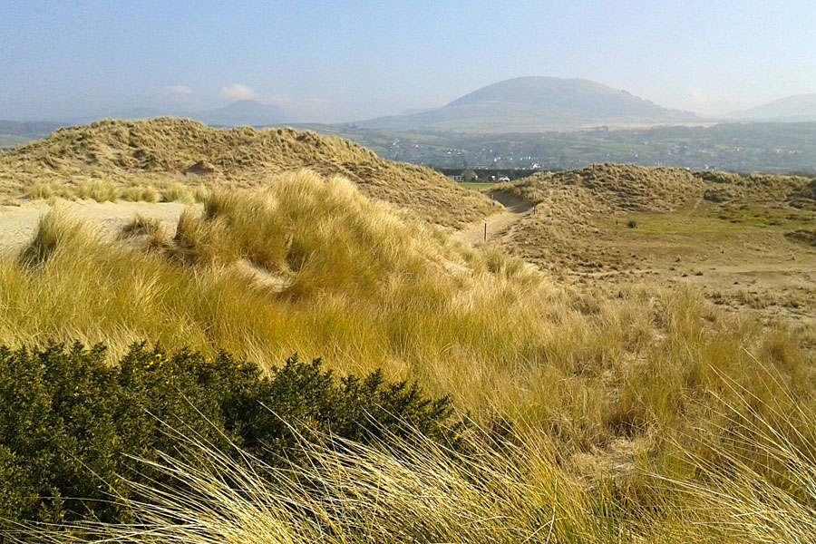 Morfa Dyffryn dunes Morfa Dyffryn dunes