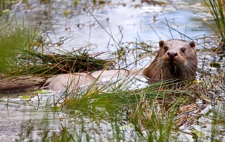 Otter at RSPB Conwy