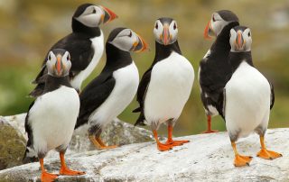 Wales Coast Path: puffins, Pembrokeshire