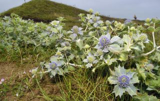 Wales Coast Path: sea holly