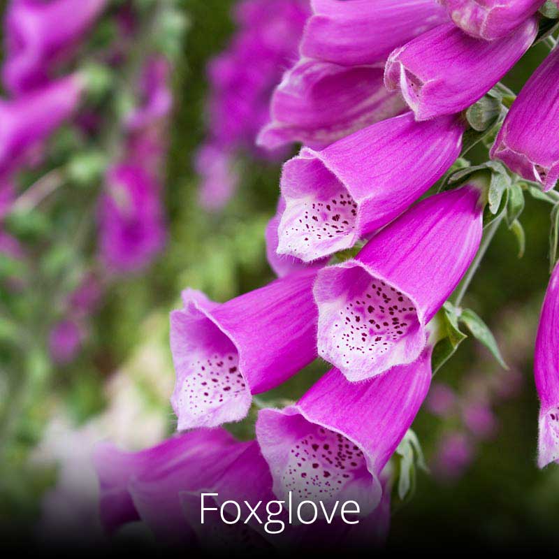 Foxgloves on the Wales Coast Path