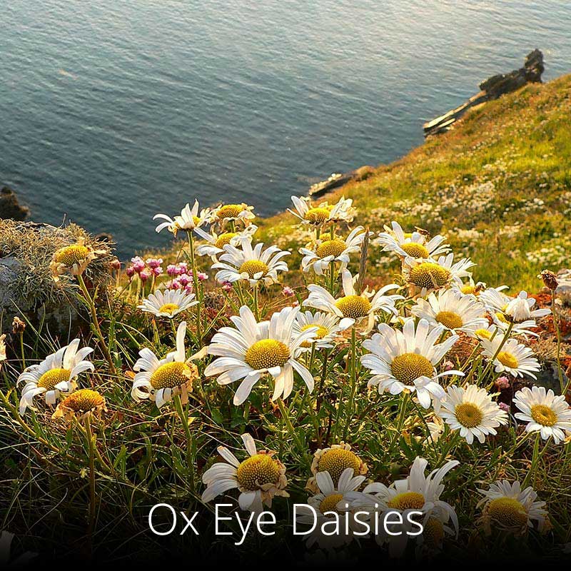Ox Eye Daisies on the Wales Coast Path