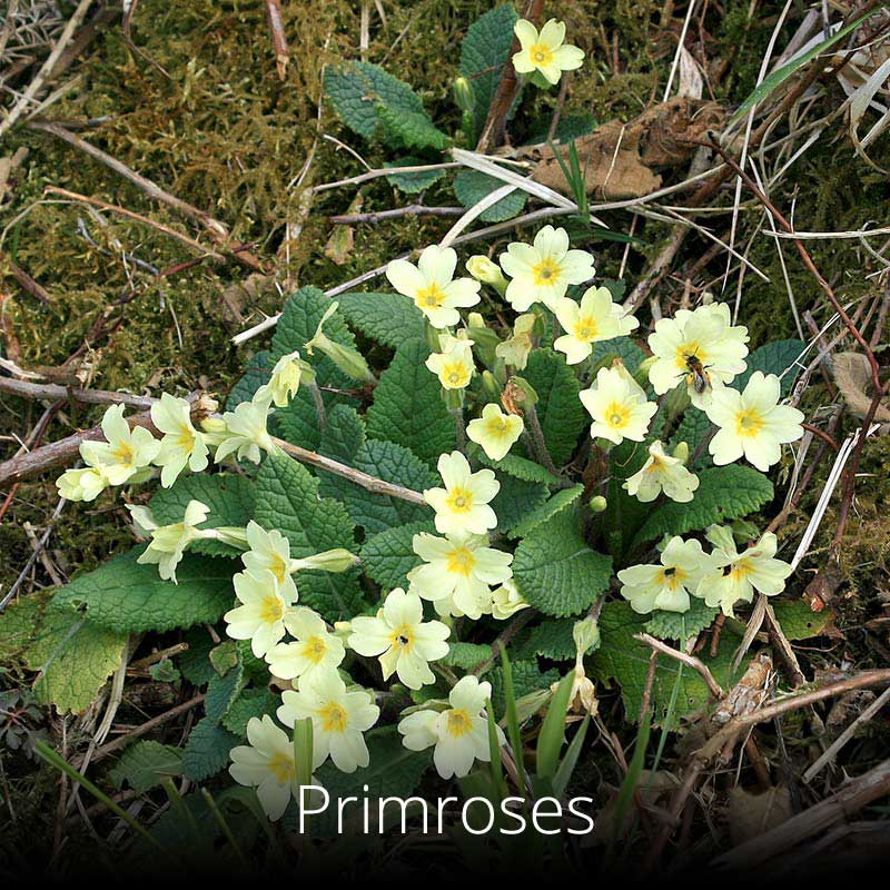 Primroses on the Wales Coast Path
